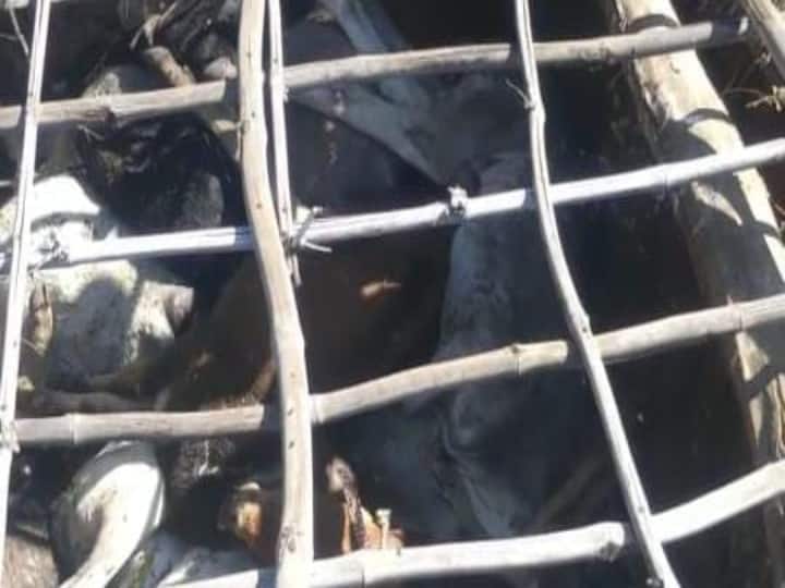 MP News: गौशाला में कई गाय मिली मृत, लोगों ने जमकर किया हंगामा, जानें पूरा मामला