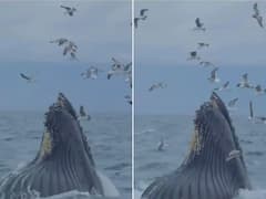 Watch: समुद्र के ऊपर मंडरा रहे पक्षियों के समूह तक पहुंची व्हेल, देखने को मिला बेहद खूबसूरत नजारा