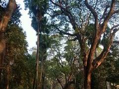 Weather Update : কাল থেকে ফের বাড়বে তাপমাত্রা, জাঁকিয়ে শীত কি আর পড়বে না ?