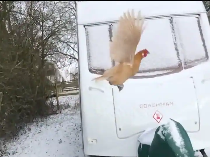 ਕਦੇ ਦੇਖੀ ਹਵਾ 'ਚ ਉੱਡਦੀ ਮੁਰਗੀ? ਇੰਨੀ ਲੰਬੀ ਉਡਾਣ ਦੇਖ ਲੋਕ ਵੀ ਹੈਰਾਨ