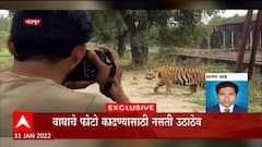 Chandrapur : काही फुटावरील वाघाचे फोटो काढण्यासाठी नसती उठाठेव; नागरिकांचे नसते धाडस ABP Majha