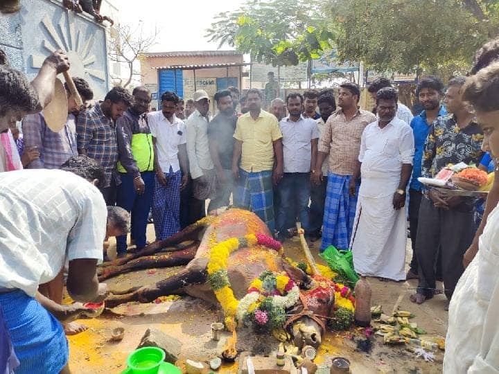 Dharmapuri: Funeral service for the dead temple bull along with 7 villagers உயிரிழந்த கோயில் காளைக்கு 7 கிராம மக்கள் சேர்ந்து இறுதிச்சடங்கு