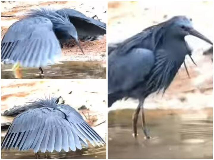 Birds hunt in the shade of feathers you will be stunned to see the video Watch: पंखों की छांव में चिड़ियां करती है शिकार, वीडियो देख रह जाएंगे दंग