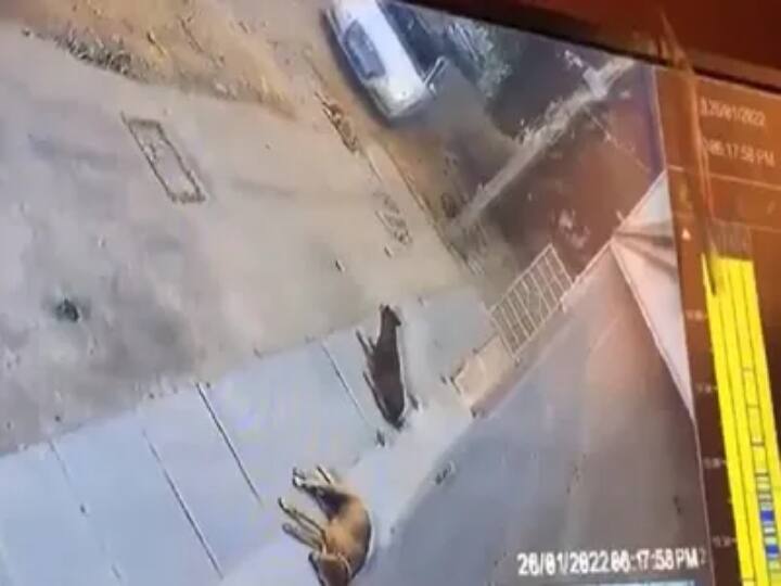 Bengaluru Audi driver runs over sleeping dog on purpose in incident caught on CCTV Shock video: தெருநாயின் மீது கொடூரமாக காரை ஏற்றிய டிரைவர் - அதிர்ச்சி வீடியோ..!