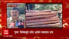 Miraj Red Sandalwood : मिरजमध्ये अडीच कोटींचं रक्तचंदन जप्त, राज्यातील पाच वर्षातील मोठी कारवाई