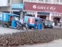 Watch: सड़क पार कर रहे पक्षियों के झुंड के कारण रुकी गाड़ियां, दिल छू लेगा पक्षियों का मार्च