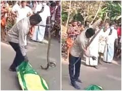Watch: कोबरा को काबू कर रहे शख्स की आई शामत, गंभीर हालत में इलाज जारी