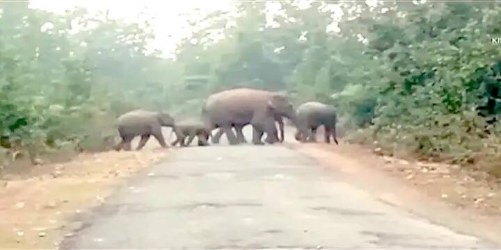 Jhargram Herd of Elephants enter in Villages at Sankrail, panic among locals Jhargram News: বহড়াদাড়ি,হাড়িভাঙ্গা গ্রামে হাতির তান্ডব, হুলা নিয়ে তাড়া স্থানীয়দের 