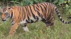 South 24 Parganas : কুলতলিতে বাঘের হানা. কাঁকড়া ধরতে গিয়ে গুরুতর আহত মৎস্যজীবী। Bangla News