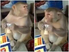 Watch: बढ़ती ठंड से बचने के लिए बंदर ने निकाला नायाब तरीका, चाय की चुस्की लेते आया नजर