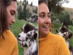 Watch: मालकिन से नाराज हुई बकरी, अचनाक गुस्से में किया कुछ ऐसा, जिसे देखकर हंसते-हंसते लोटपोट हो जाओगे