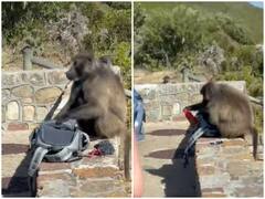 Watch: दिनदहाड़े बंदरों ने की डकैती की कोशिश, एनर्जी ड्रिंक की बोतल लेकर भागे