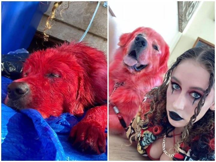 Woman painted her pet dog red users got angry Watch: महिला ने अपने पालतू कुत्ते को लाल रंग में किया पेंट, यूजर्स का फूटा गुस्सा