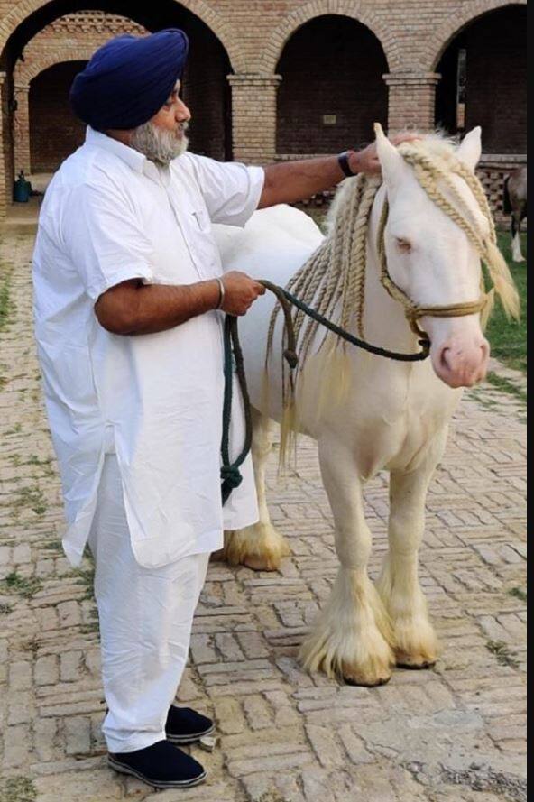 Sukhbir Badal Property Badal Family Assets Sukhbir badal has 95 Lakhs of horses ਬਾਦਲਾਂ ਦੇ ਸ਼ਾਹੀ ਠਾਠ! 95 ਲੱਖ ਦੇ ਘੋੜਿਆਂ ਦੀ ਕੀਮਤ ਦੇ ਮਾਲਕ ਸੁਖਬੀਰ ਬਾਦਲ, ਪਤਨੀ ਕੋਲ ਵੀ ਘੱਟ ਨਹੀਂ ਪ੍ਰਾਪਰਟੀ