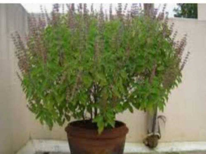 अगर आप घर में तुलसी का पौधा लगाने की सोच रहे हैं या फिर बदलना चाह रहे हैं, तो इसके लिए गुप्त नवरात्रि का समय सबसे उत्तम है. रविवार के अलावा तुलसी के पौधे को नियमित रूप से जल देना चाहिए. साथ ही, सुबह शाम पूजा करें.