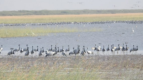 ગુજરાતના વધુ એક પક્ષી અભયારણ્યને રામસર સાઇટ જાહેર કરાઇ, જાણો વિગત