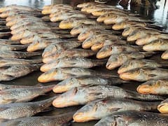 Trending News: 121 खास मछलियों ने पलभर में बदल दी मछुआरों की किस्मत, सबको बना दिया करोड़पति