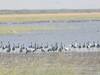 Gujarat Ramsar Sites: खिजादिया बर्ड सैंक्चुअरी को चुना गया गुजरात का चौथा रामसर स्थल, भारत में अब 49 रामसर साइट्स