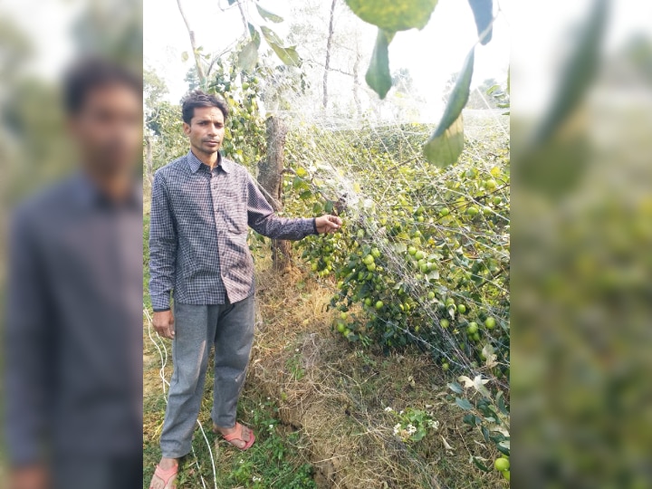 किसानों के लिए काम की खबर: बिहार में हो रही कश्मीरी, रेड और थाई एप्पल किस्म की बेर की खेती, कमा सकते हैं लाखों रुपये