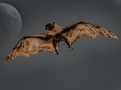 Eating Bats: మీరు మారరా? చైనీసే కాదు.. ఈ దేశస్తులూ గబ్బిలాలు తినడం ఆపలేదు.. ఎందుకు తింటున్నారో తెలిస్తే షాకే!