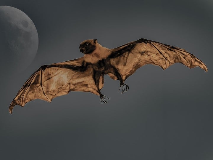 Bats and Wild Animals Still For Sale As COVID-19 Rages in These Asian Countries Eating Bats: మీరు మారరా? చైనీసే కాదు.. ఈ దేశస్తులూ గబ్బిలాలు తినడం ఆపలేదు.. ఎందుకు తింటున్నారో తెలిస్తే షాకే!