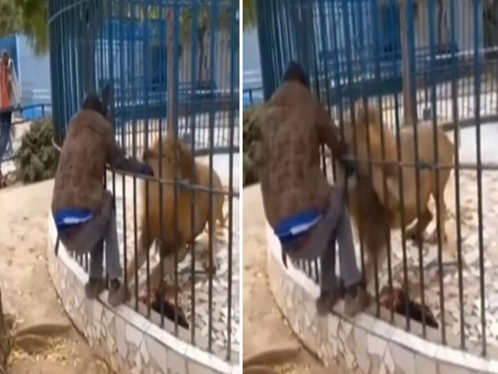 Lion attack on man in cage video goes viral Watch: पिंजरे में बंद शेर के साथ छेड़खानी करना शख्स को पड़ा भारी, शेर ने गुस्से में पकड़ा हाथ और फिर..