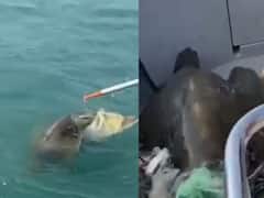 Watch Video: மீன் வலையில் சிக்கி கொண்ட ஆலிவ் ரிட்லி ஆமைகள்.. காப்பாற்றும் சுங்கத்துறை அதிகாரிகள்- வைரல் வீடியோ !