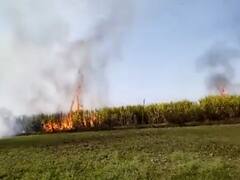 Chhattisgarh: कवर्धा जिले में गन्ने के खेत में लगी भीषण आग, चालीस से ज्यादा किसानों की 100 एकड़ फसल जलकर राख