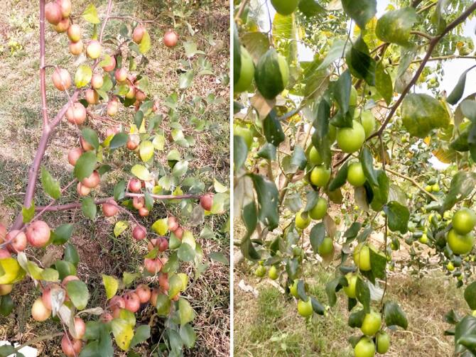 Plum Cultivation Of Kashmiri, Red And Thai Apple Varieties Being Done In Banka Bihar, Farmers Can Earn Lakhs Of Rupees Ann | किसानों के लिए काम की खबर: बिहार में हो रही