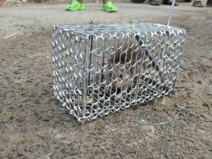 எலி கூண்டுடன் பிரச்சாரத்தை மேற்கொண்டு கரூர் சுயேச்சை வேட்பாளர்.. காரணம் தெரியுமா?