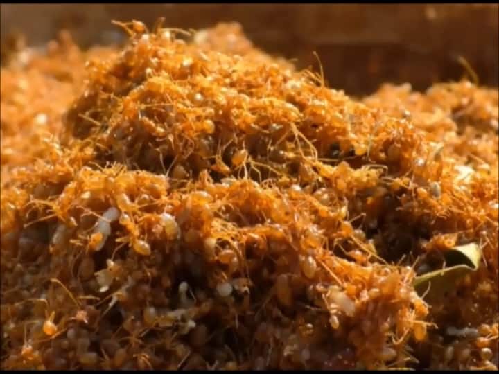Chhattisgarh chutney made from red ant in Bastar, know what doctors say about its nutritional value ANN? बस्तर में लाल चींटी से बनाई जाती है स्वादिष्ट चटनी, डॉक्टर्स के बताए फायदे आपको कर देंगे हैरान!