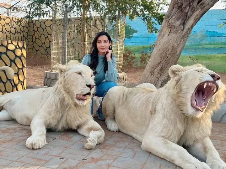 Photos Viral : Actress nora fatehi shares best poses with lionesses in dubai Photos: સિંહોની વચ્ચે ફોટોશૂટ કરાવતી દેખાઇ આ હૉટ એક્ટ્રેસ, તસવીર જોઇને ફેન્સ બોલ્યા- ગદર............