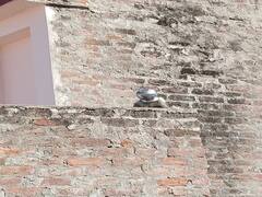 Rajasthan News: लोटे में दो दिन तक फंसा रहा बंदर के बच्चे का सिर, जानिए फिर कैसे मिली राहत