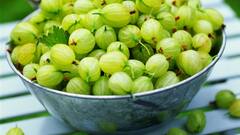 Health Tips:આ લોકોએ ન ખાવા જોઇએ આંબળા, જાણો આંબળાના સેવનથી સ્વાસ્થ્યને શું થાય છે નુકસાન