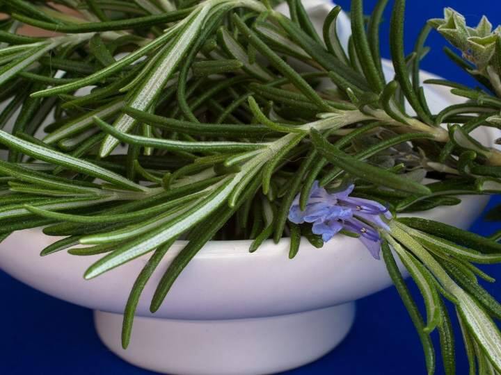 Corona virus: రోజ్మేరీలో వైరస్ వ్యాప్తిని అడ్డుకునే మూలకం... కనిపెట్టిన కొత్త అధ్యయనం An element in Rosemary that prevents the spread of the virus Corona virus: రోజ్మేరీలో వైరస్ వ్యాప్తిని అడ్డుకునే మూలకం... కనిపెట్టిన కొత్త అధ్యయనం