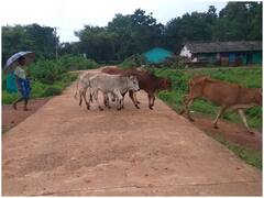 Cow Dung Paint: बस्तर में गाय के गोबर से तैयार होगा प्राकृतिक पेंट, फायदे सुनकर हो जाएंगे हैरान
