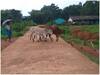Cow Dung Paint: बस्तर में गाय के गोबर से तैयार होगा प्राकृतिक पेंट, फायदे सुनकर हो जाएंगे हैरान