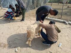 Rajasthan News: मरू महोत्सव के पहले भेड़ों की अज्ञात संक्रमण से गई जान, जांच में जुटी पशु चिकित्सकों की टीम