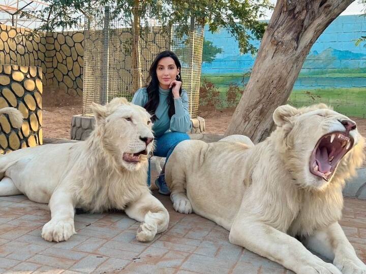 Nora Fatehi looks fierce as she poses with lionesses in Dubai Nora Fatehi Photos: शेरों से घिरी इस शेरनी को नहीं किसी का डर, नोरा फ़तेही की तस्वीरें देख फैंस ने कहा- गदर...