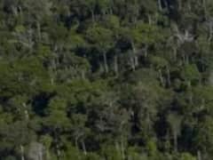 Deforestation: ब्राजील में रिकॉर्ड रफ्तार से हो रहा है अमेजन के जंगलों का सफाया, पर्यावरण संकट को लेकर चिंता और बढ़ी