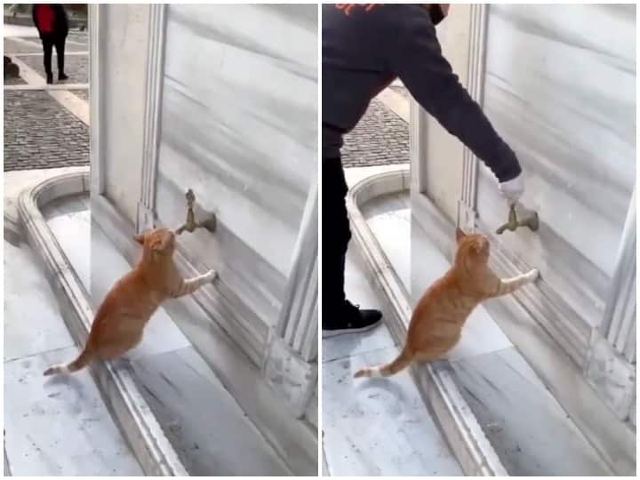 viral video Man helps cat in drinking water see full video Watch: नल से पानी पीने की कोशिश कर रही थी बिल्ली, वहां आया एक शख्स और फिर जो हुआ...