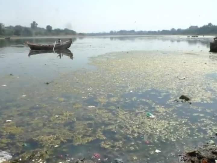 Maharashtra pandharpur Pollution of Chandrabhaga river in Pandharpur, large number of larvae and insects in the river water पंढरपूरच्या चंद्रभागा नदीला प्रदूषणाचा विळखा, नदीच्या पाण्यात मोठ्या प्रमाणात अळ्या आणि कीडे