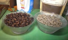 Chhattisgarh: Know in what conditions coffee is grown in Bastar