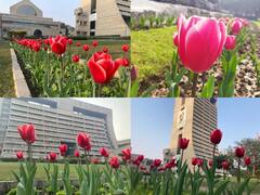 Tulip Flowers: यूरोप में खिलने वाले ट्यूलिप के फुल बढ़ाएंगे दिल्ली की सड़कों का रौनक, NDMC ने शहर भर में लगाए पौधे