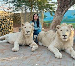 નોરા ફતેહીએ દુબઈના ઝૂમાં લાયન સાથે આપ્યા જોરદાર પોઝ, ચિમ્પાજીને ખોળામાં તેડી પડાવ્યા ફોટા