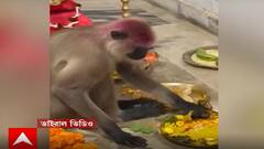 Viral Video: সিঁদুর মাখামাখি করে সোজা কালী মায়ের মন্দিরে পবন পুত্র, ভাইরাল ভিডিও। Bangla News