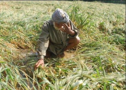 ਜੱਟਾ ਤੇਰੀ ਜੂਨ ਬੁਰੀ! ਪੰਜਾਬ 'ਚ ਮੁੜ ਕੁਦਰਤ ਦਾ ਕਹਿਰ, ਫਸਲਾਂ ਤੇ ਸਬਜ਼ੀਆਂ ਦਾ ਵੱਡਾ ਨੁਕਸਾਨ