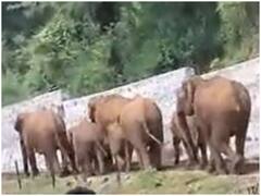 Watch: बाड़ के कारण हाथियों के झुंड को करना पड़ा मुश्किलों का सामना, रेल मंत्रालय ने की कार्रवाई
