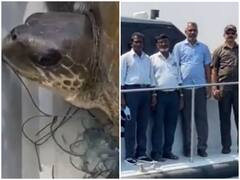 Watch: मछली पकड़ने के जाल में फंसा समुद्री कछुआ, चेन्नई कस्टम टीम ने किया रेस्क्यू
