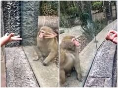 Watch: शख्स ने दिखाई बंदर को मैजिक ट्रिक, पत्ता गायब होते ही दिया गजब का रिएक्शन